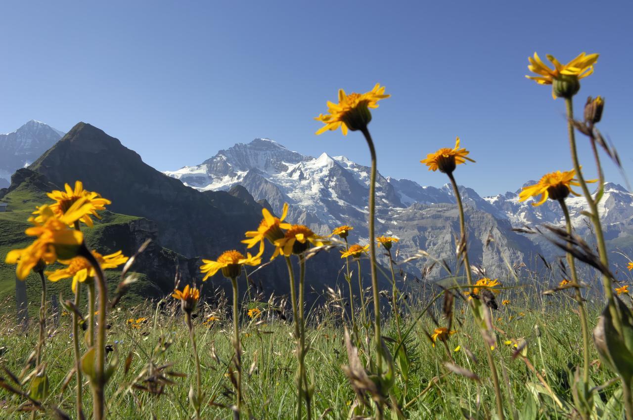 Pasta&More Bed&Breakfast Bed & Breakfast Wengen Exterior photo